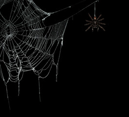 Wall Mural - real creepy spider webs on black banner with tarantulas hanging from the webs