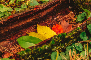 Autumn season change in forest nature: different stages of leaves life in color display