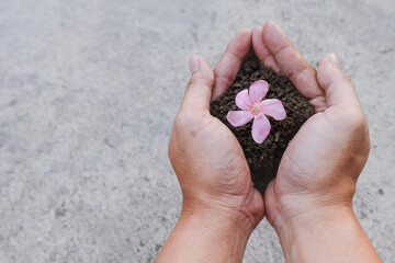 hands holding a young pink flower. Symbol of spring, ecology and environmental protection