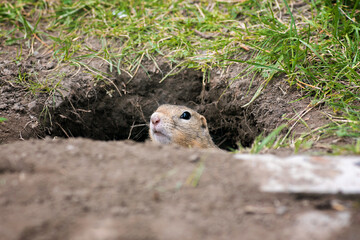 Wall Mural - a small wild gopher looks out of a hole near the road