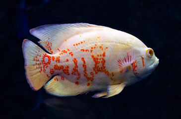 Wall Mural - aquarium fish astronotus on a black background