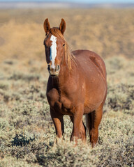 Wall Mural - Wild Horse from the Pilot Butte herd in Wyoming