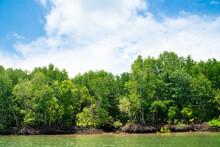 Tropical Mangrove Forest Island River Sea Against Blue Sky