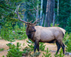 Wall Mural - A Bull Elk in Rocky Mountain National Park