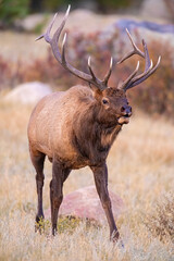 Wall Mural - A Bull Elk in Rocky Mountain National Park