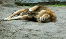 The Lion Is Resting On The Ground