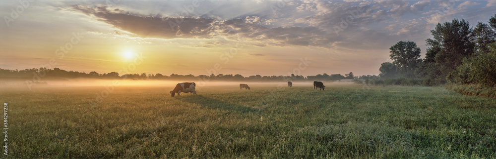 Panorama of grazing cows in a meadow with grass covered with dewdrops ...