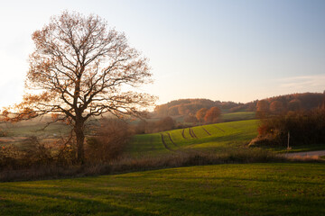 Wall Mural - schöne Hügellandschaft mit grünen Feldern im Herbst