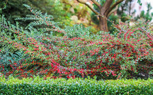 Many Red Fruits On The Branches Of A Cotoneaster Horizontalis Bush In The Garden In Autumn