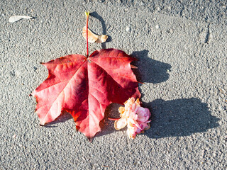 Wall Mural - fallen red leaf of maple tree and wilted pink rose flower on asphalt surface close up on sunny autumn day