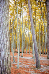 Poster - Forest - autumn colours and scenery in woodland