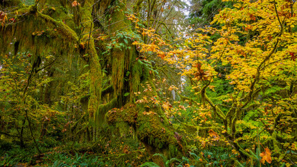 Wall Mural - The Olympic Peninsula is home for gorgeous rain forests. Hoh Rain Forest, Olympic National Park, Washington state, USA