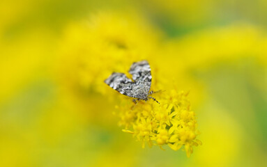 Canvas Print - night butterfly on flowers golden rod