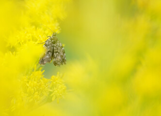 Canvas Print - night butterfly on flowers golden rod