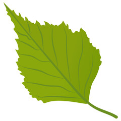 
A leaf with cutted edges called hawthorn leaf 
