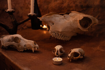 Photo zone in the studio for Halloween. Dramatic intimidating, scenery for All Saints Day celebrations. October 31, photo studio. Skulls of animals on an old suitcase.