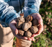 Farmer Holding Walnuts Outdoors