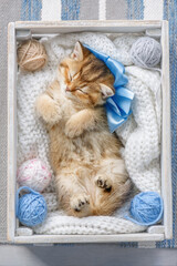 Wall Mural - Cute kitten with a bow sleeping in a box with balls of yarn