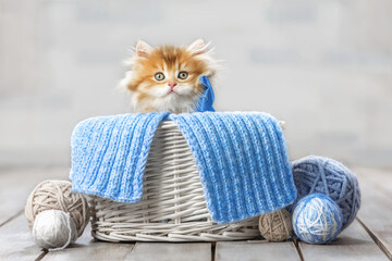 Wall Mural - Cute kitten with a bow in a basket with balls of yarn