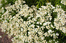 White Flowers Of Anaphalis Margaritacea Or Pearly Everlasting