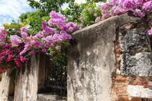Dominican Republic Santo Domingo - Old Brick Wall With Blooming Flowers In Colonial Zone
