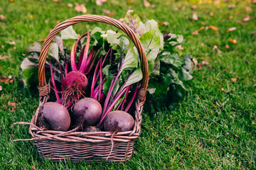 Wall Mural - Fresh beet, beetroot harvest in wooden basket on green grass garden background