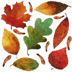 watercolor autumn leaves set