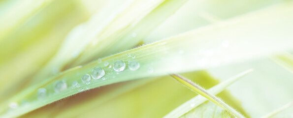 Wall Mural - Beautiful Water Droplets On The Green Grass Shine In The Sunlight And Bokeh Close-Up Macro