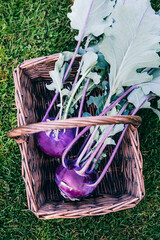 Wall Mural - Raw Organic Purple Kohlrabi cabbage in wooden basket