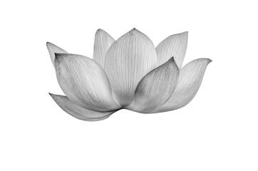 Wall Mural - lotus flower black and white isolated on white background