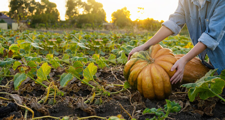 Poster - Farmer with pumpkin on a pumpkins field.	
