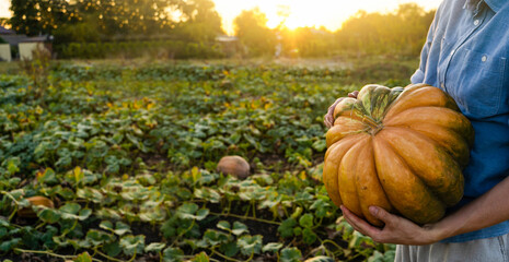 Poster - Farmer with pumpkin on a pumpkins field.	
