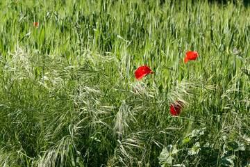 Poster - blé et coquelicots