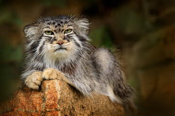 Wall Mural - pallas's cat or manul, otocolobus manul, cute wild cat from asia. wildlife scene from the nature. an