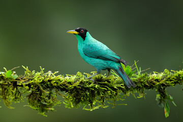 Wall Mural - Green Honeycreeper, Chlorophanes spiza, exotic tropical malachite green and blue bird from Costa Rica. Tanager from tropical forest. Wildlife scene, bird in the habitat.