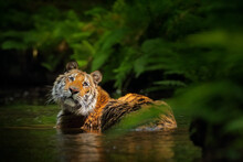 Wildlife Russia. Tiger In The Water Pool In The Forest Habitat. Siberian Tiger Cat In The Lake.