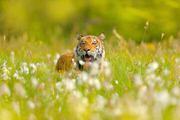 Wall Mural - amur tiger hunting in green white cotton grass. dangerous animal, taiga, russia. big cat sitting in 