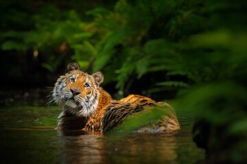 Wall Mural - wildlife russia. tiger in the water pool in the forest habitat. siberian tiger cat in the lake.