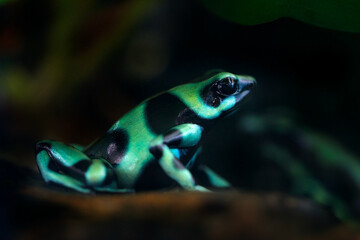 Wall Mural - Poison frog from Amazon tropic forest, Costa Rica . Green Black Poison Dart Frog, Dendrobates auratus, in nature habitat. Beautiful motley frog from tropic forest in South America. Animal Amazon.