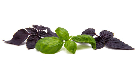 basil leaves isolated