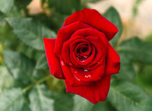 Rose Red Dew Flower Romance Close Up