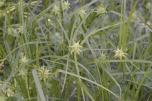 Closeup Carex Grayi Known As Gray's Sedge With Blurred Background In Garden