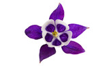 Fototapeta Storczyk - aquilegia flower isolated