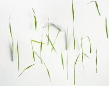 Floating Grass Blades Repeating On A White Background