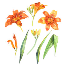 Watercolor Illustration Of Orange Lily, Isolated On White Background