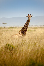 Giraffe Looking At Camera