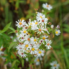 Canvas Print - Aster d’automne haut ‘Monte Cassino’ à floraison blanche (Aster pringlei - Symphyotrichum pringlei)