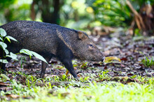Collared Peccary Walking In A Forest Clearing.