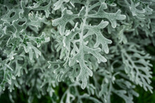 Closeup Of Fuzzy Leaf Of 'silver Dust' Plant