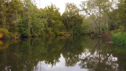 Wall Mural - River surrounded by trees and vegetation on an autumn day. Autumn colours.